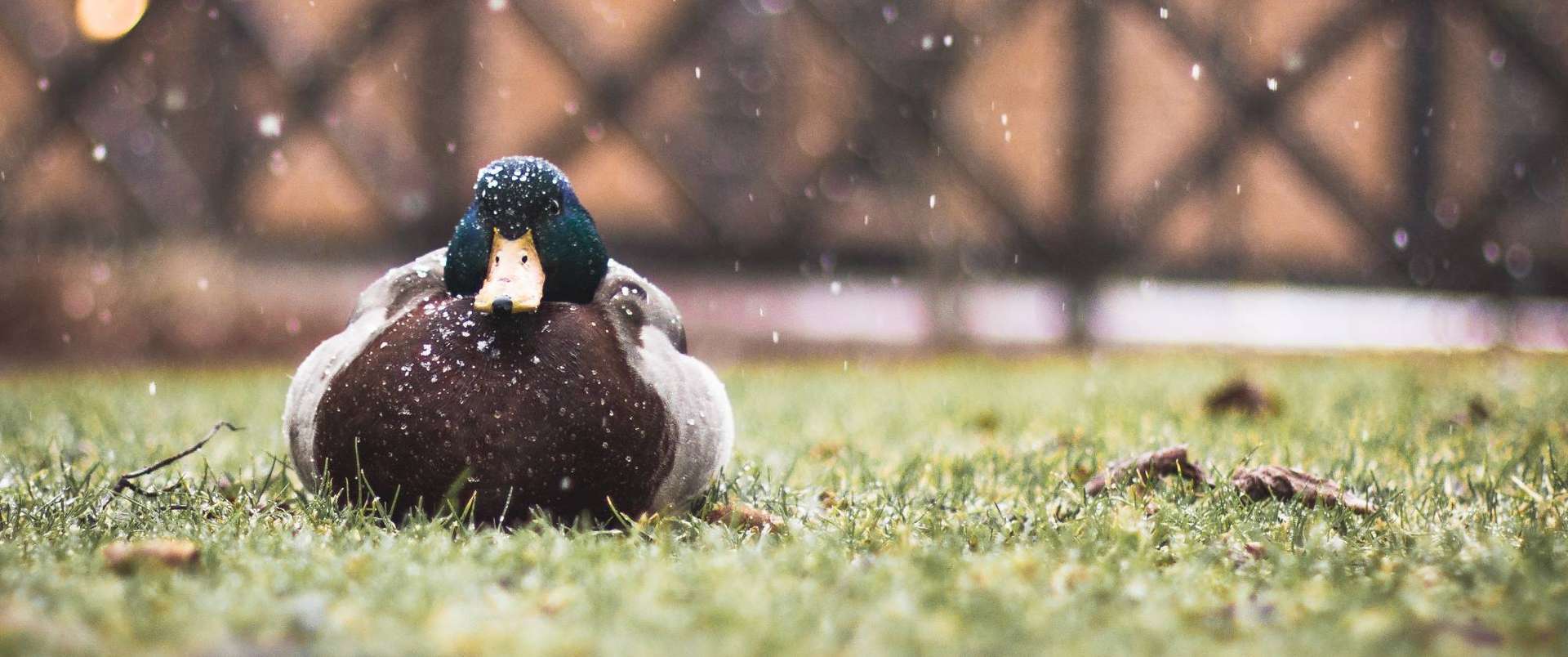 Walk like a duck, quack like a duck