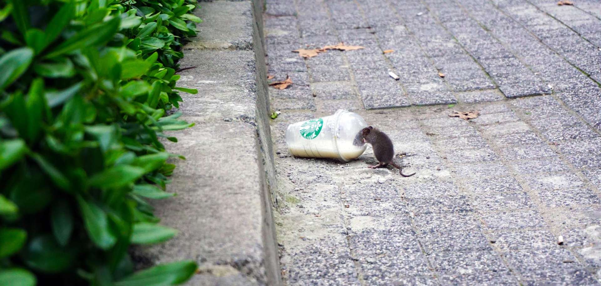 RAT Riskiest Assumption Test